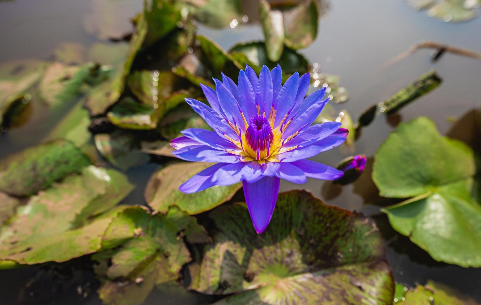 Готель Lotus Leaf Pali  Екстер'єр фото