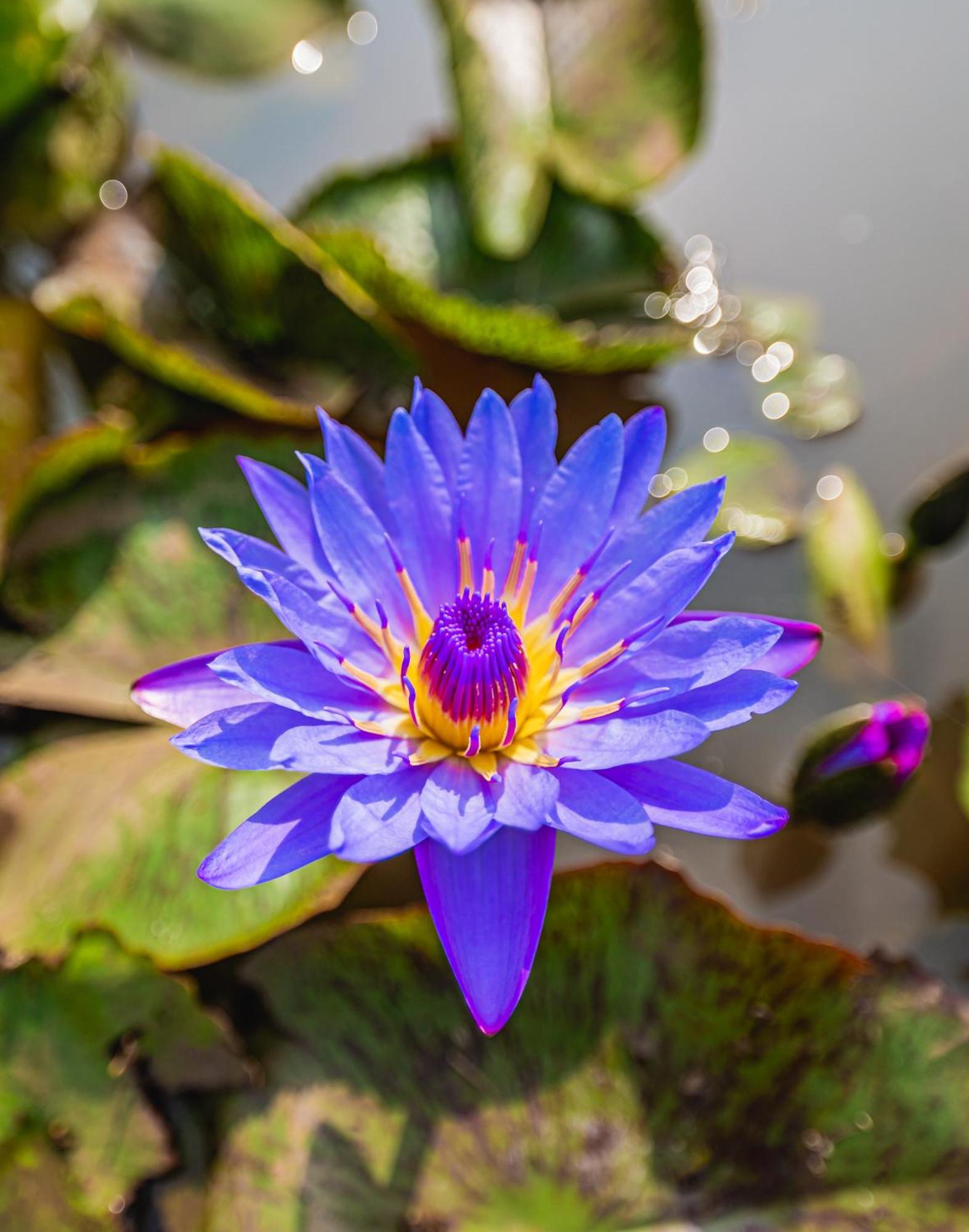 Готель Lotus Leaf Pali  Екстер'єр фото